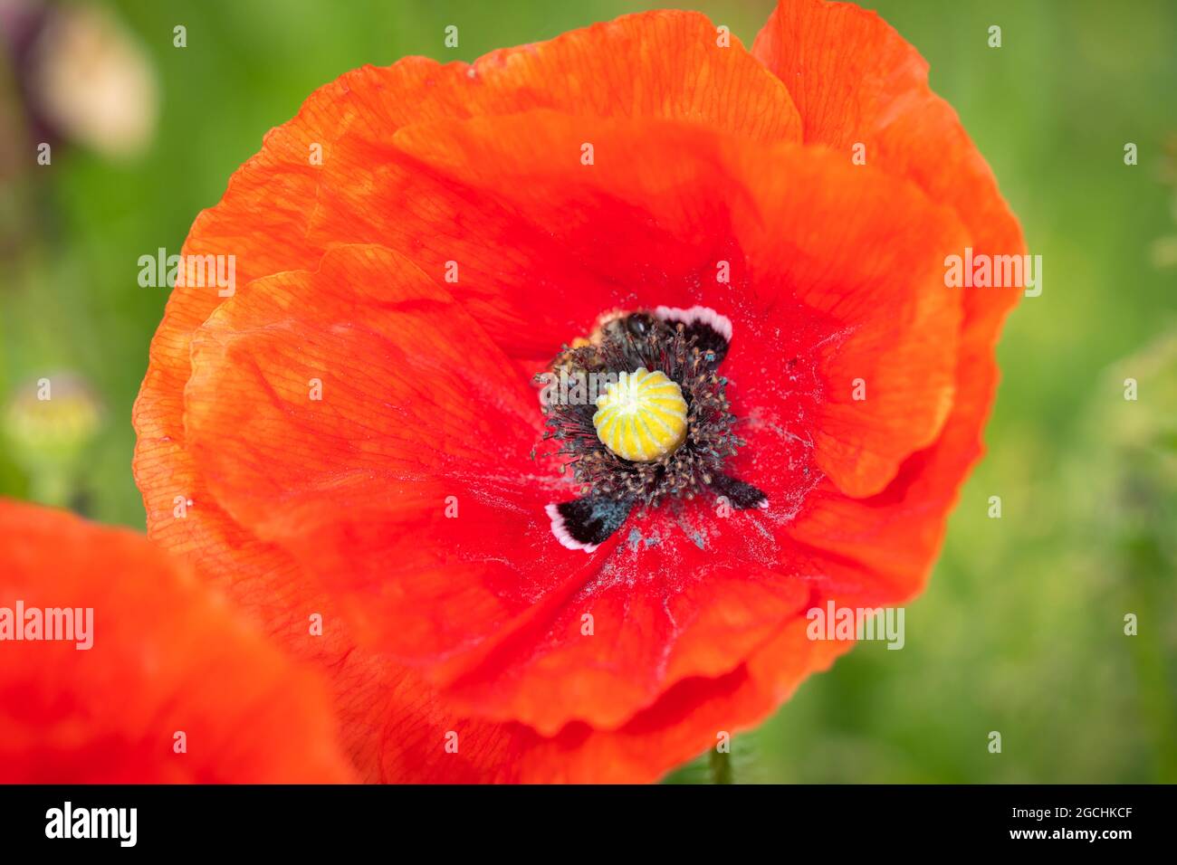 Feld blühender Rotdorn-Mohnblumen in Deutschland Stockfoto