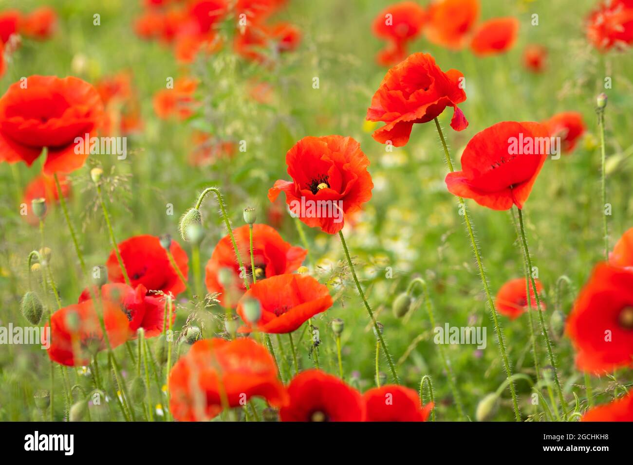 Feld blühender Rotdorn-Mohnblumen in Deutschland Stockfoto