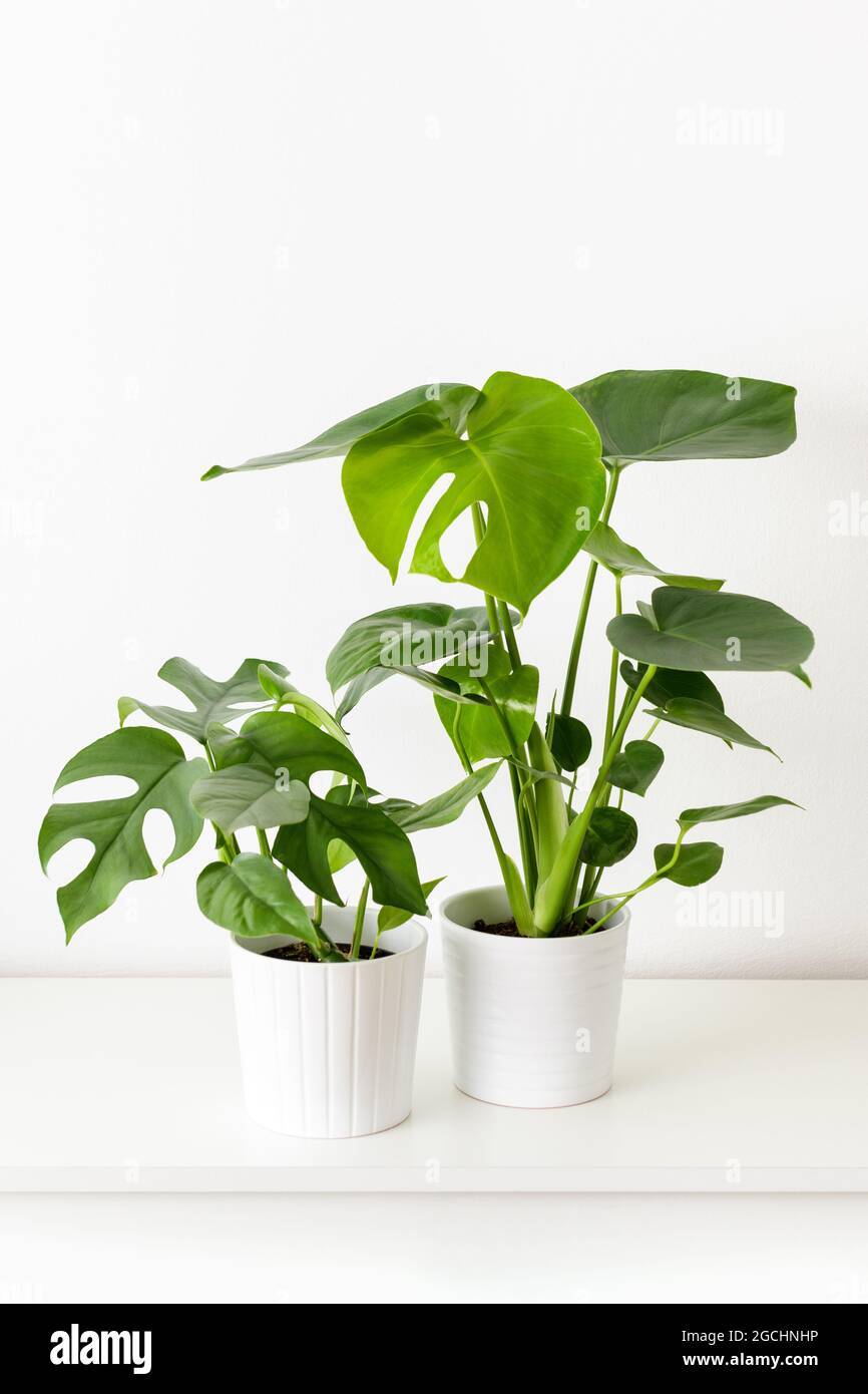 Junge Monstera deliciosa und Monstera minima Pflanzen in weien  Keramikkpfen auf weiem Regal gegen weie Wand. Trendige exotische  Hauspflanzen als modernes Zuhause Stockfotografie - Alamy
