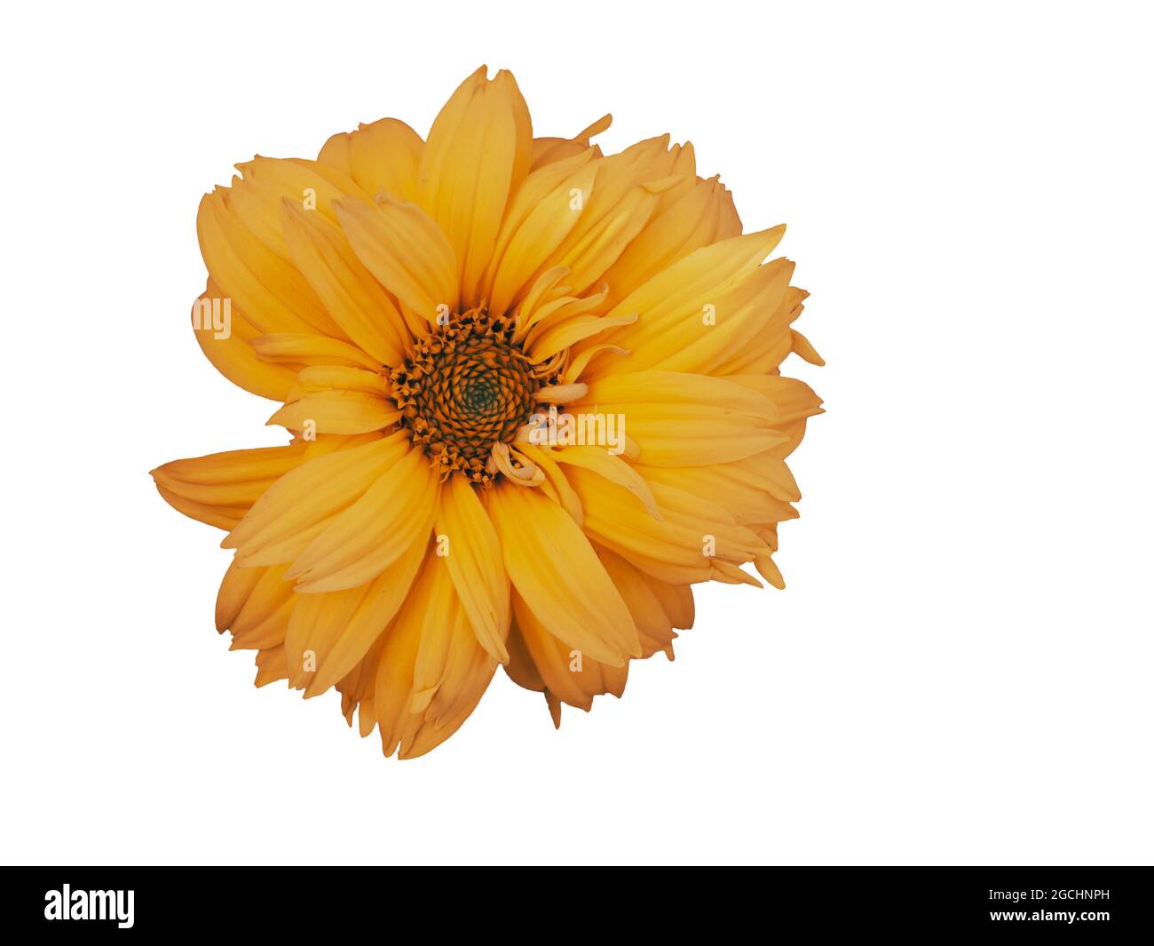 Tithonia diversifolia ist eine blühende Pflanze, die allgemein als der Baum Ringelblume, Mexican tournesol, mexikanische Sonnenblume, japanische Sonnenblume bekannt ist Stockfoto