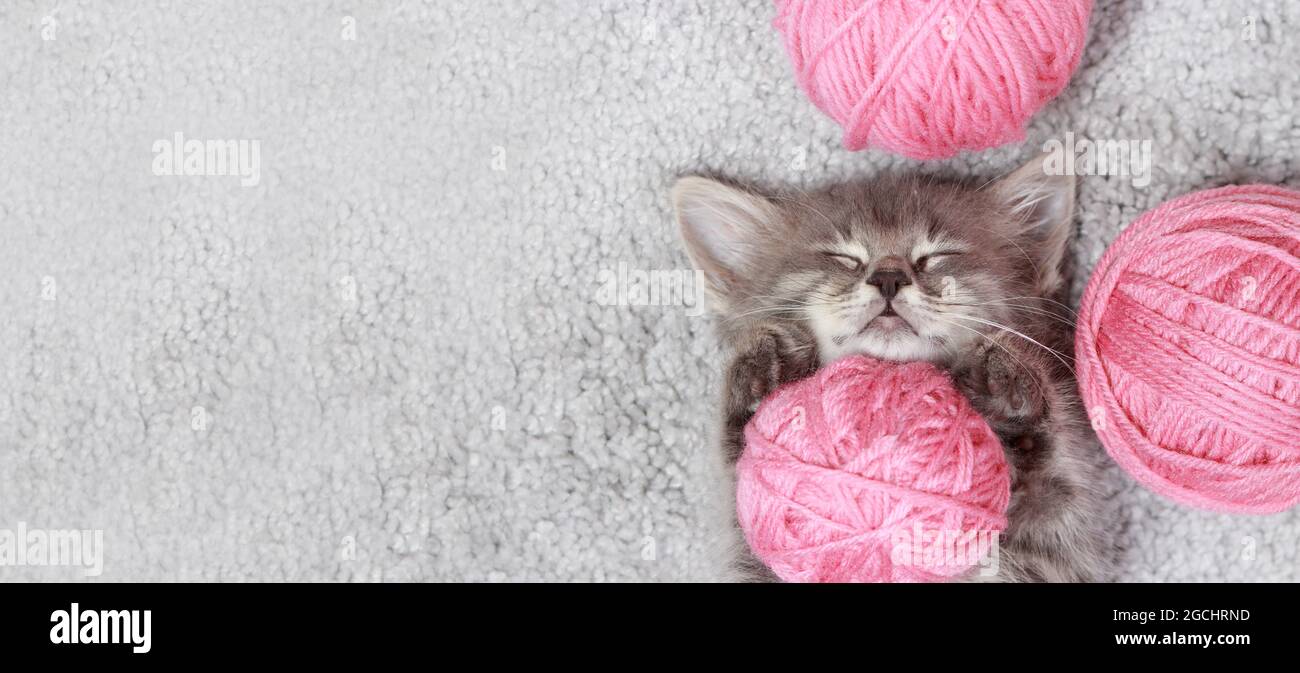 Katzenbanner - ein kleines flauschiges graues Kätzchen schläft mit rosa Garnbällen. Platz für Text kopieren. Stockfoto