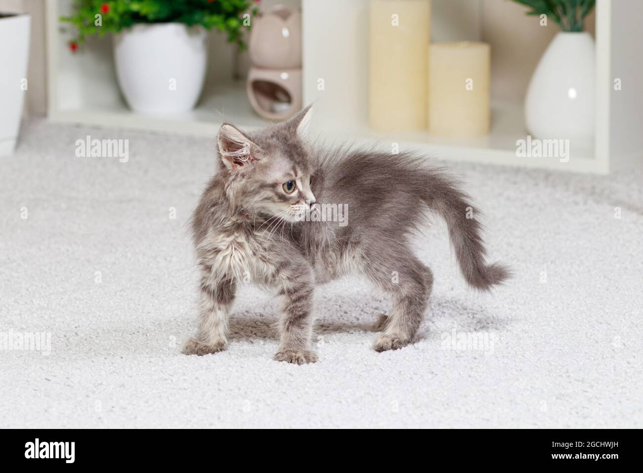 41.600+ Fotos, Bilder und lizenzfreie Bilder zu Katze Schreck - iStock
