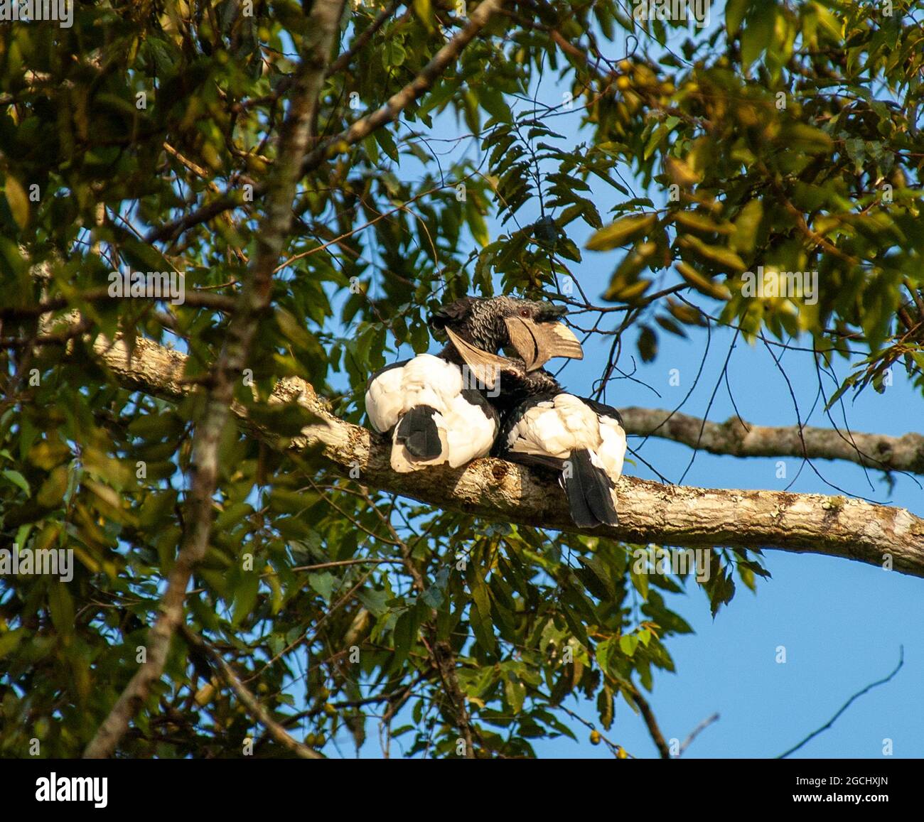Schwarz-weiß-kastanierter Hornbill (Bycanistes subcylindricus) paaren sich in einem Baum Stockfoto