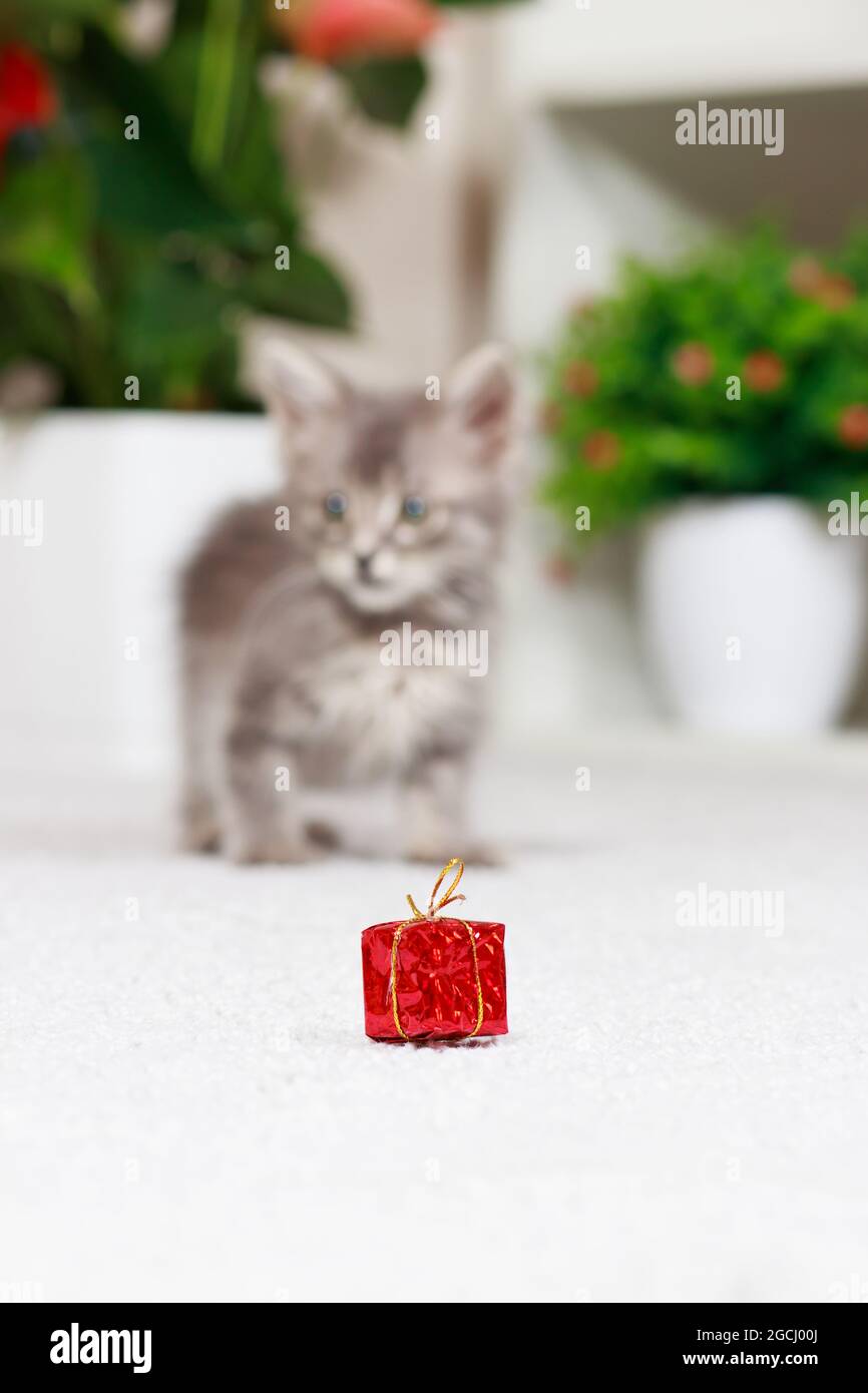 Vertikales Banner mit einer Katze. Ein flauschiges graues Kätzchen spielt mit einer Geschenkbox. Spielzeug und Waren für Tiere, Tierhandlung. Stockfoto