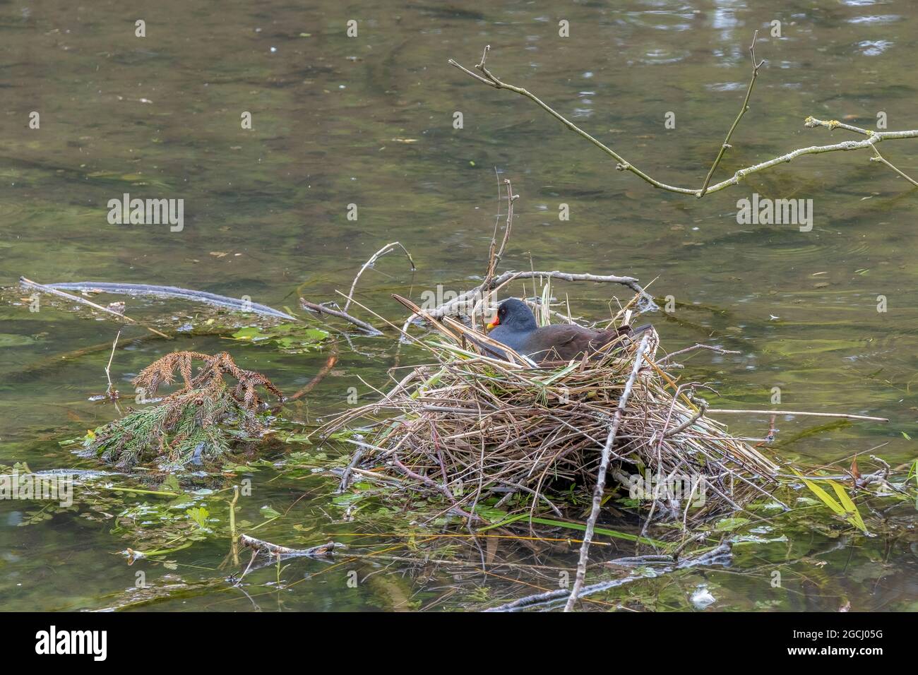 Ein Moorhen - Gallinula - auf einem Nest in einem kleinen See. Stockfoto