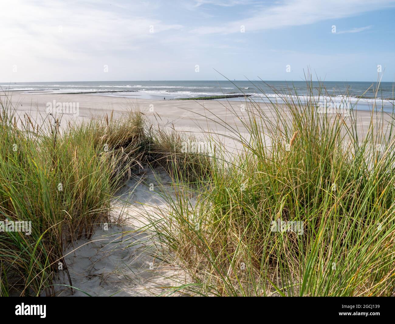 Strand und europäisches Marrammgras oder Strandgras, Ammophila arenaria, an der Nordseeküste von Vlieland, Westfriesische Insel, Niederlande Stockfoto