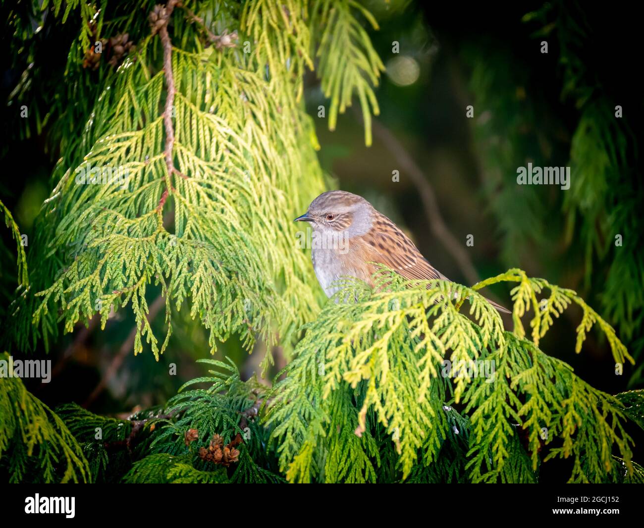 Dunnock, Prunella modularis, im Winter auf Ast von Kiefern, Niederlande Stockfoto