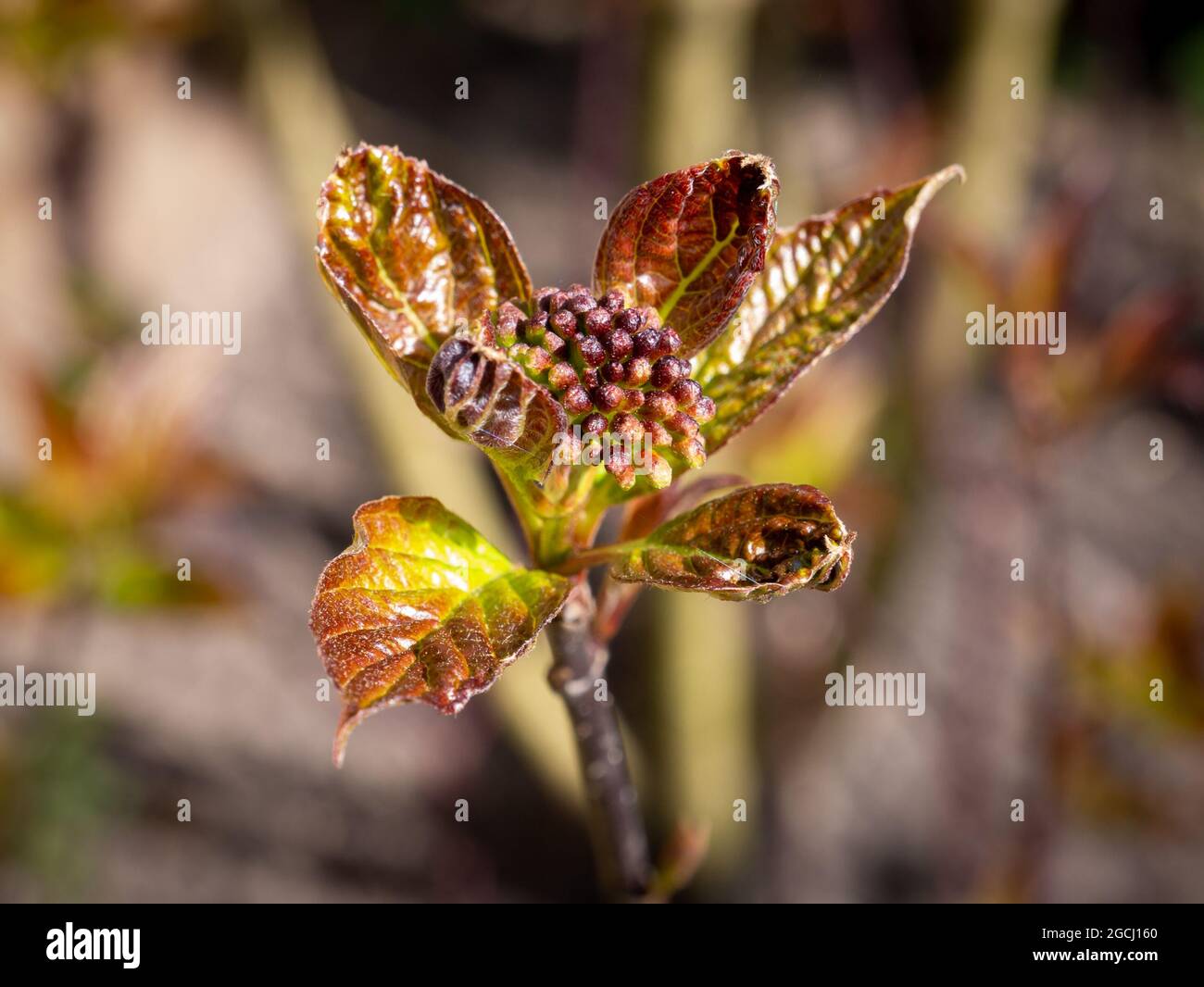 Dogwood, Cornus alba sibirica, Zweig mit neuem Sprossen, frischen Blättern und ersten Knospen im Frühjahr, Niederlande Stockfoto