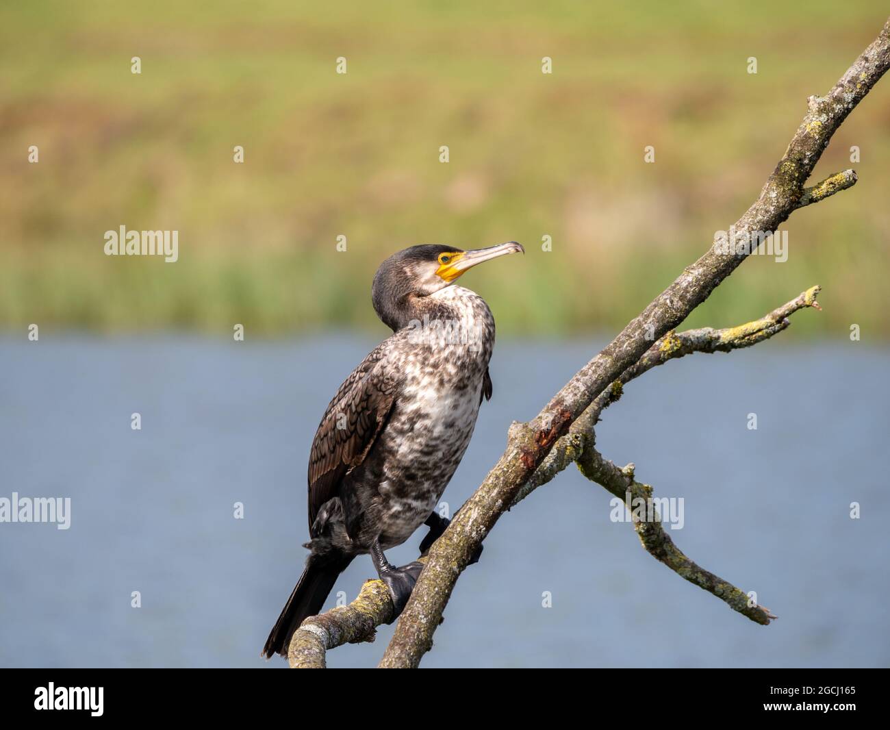 Großer Kormoran, Phalacrocorax carbo, Seitenansicht auf Zweig am Süßwassersee, Niederlande Stockfoto