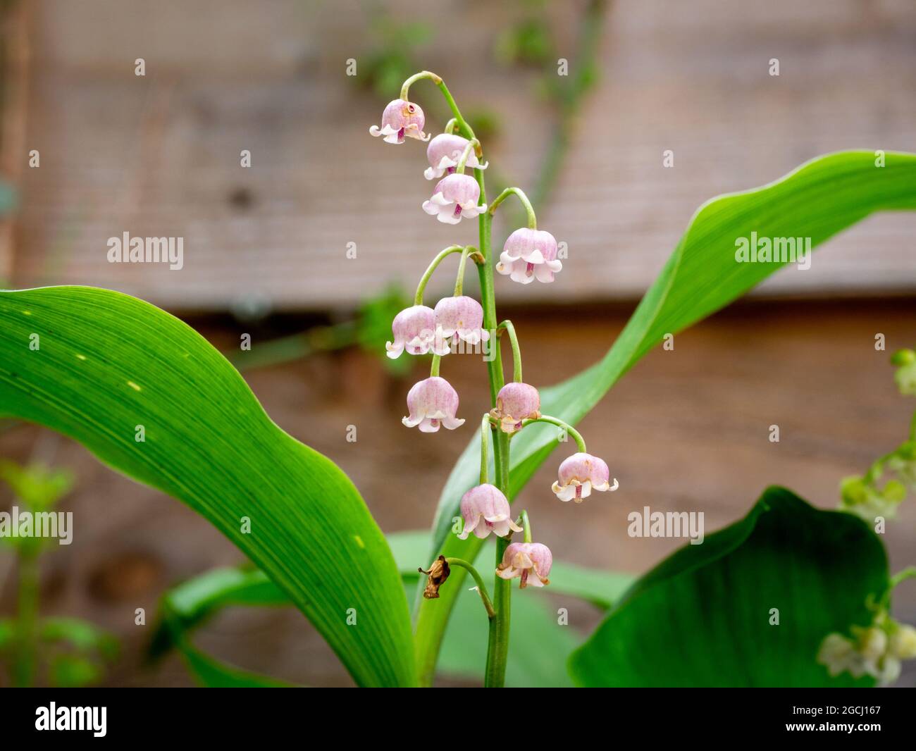 Maiglöckchen, Convallaria majalis rosea, Nahaufnahme von rosafarbenen, glockenförmigen Blüten im Garten im Frühling, Niederlande Stockfoto