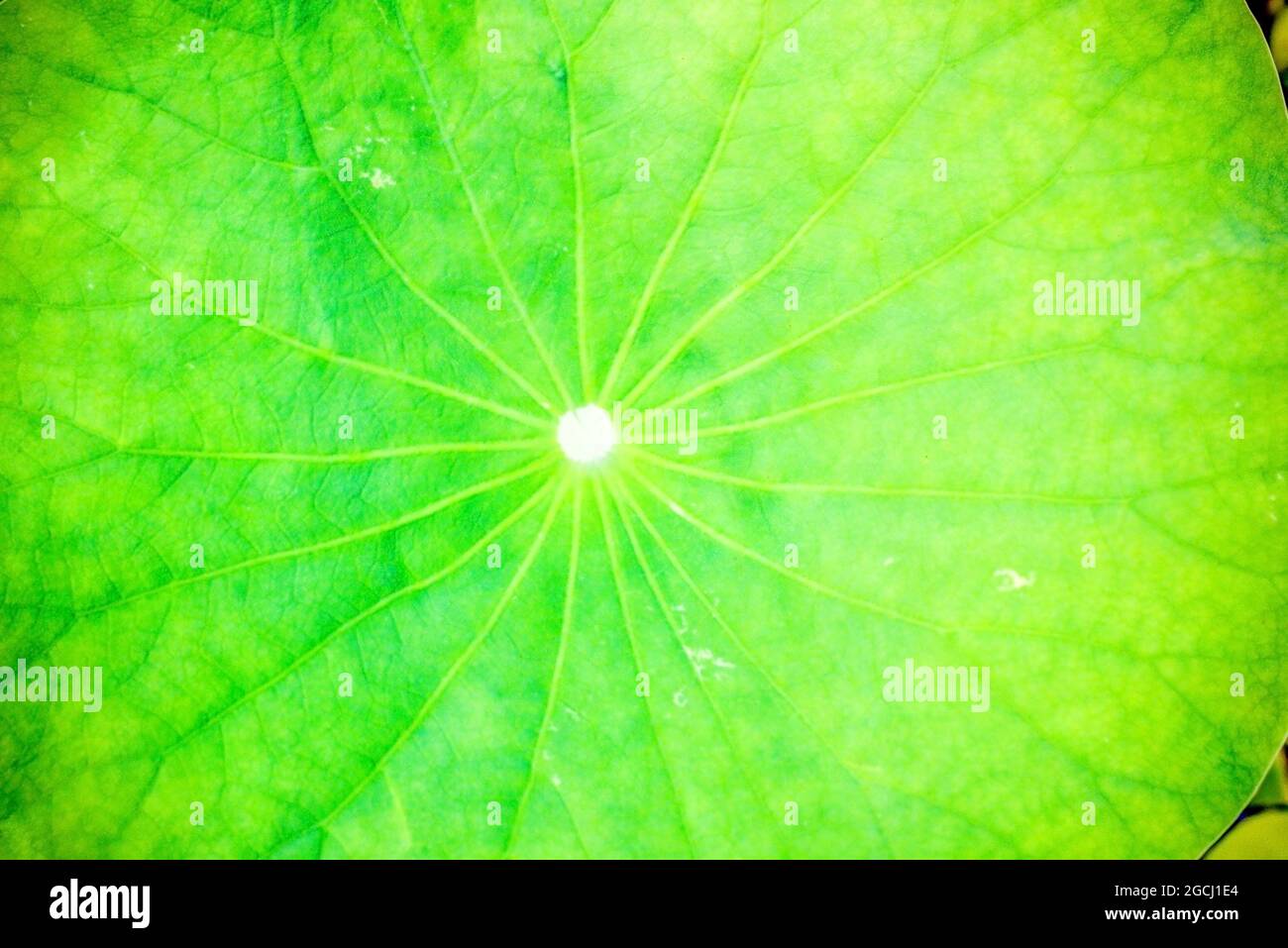 Makroaufnahme des Musters auf Seerose im Wasser. Vene in blattgrünen Hintergrund Tapete. Abstrakte Schönheit in der Natur Stockfoto