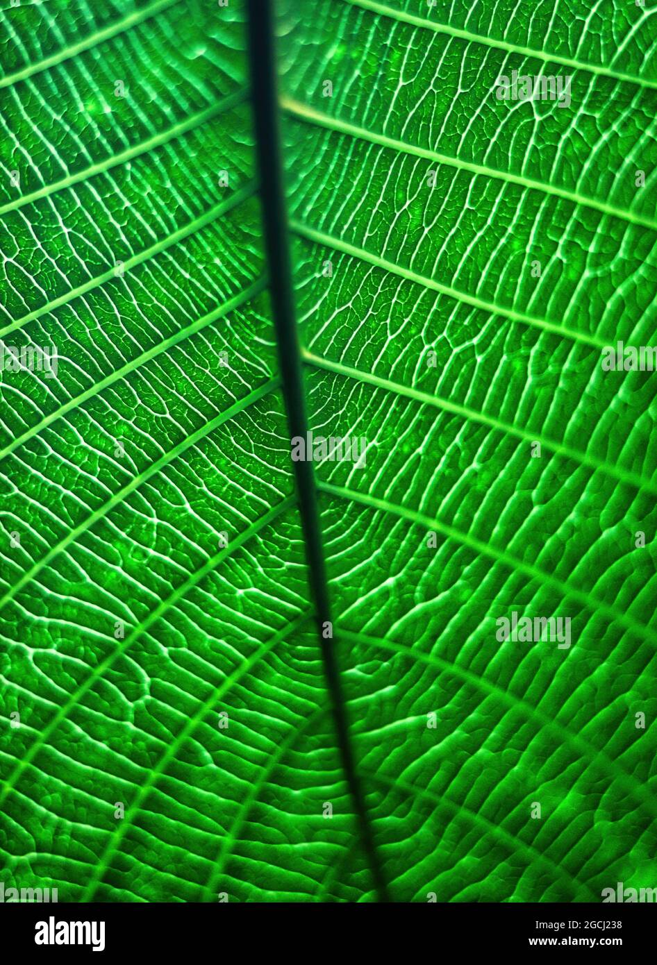 Strichzeichnung auf dunkelgrünen Blättern Textur Makro Fotografie Stockfoto