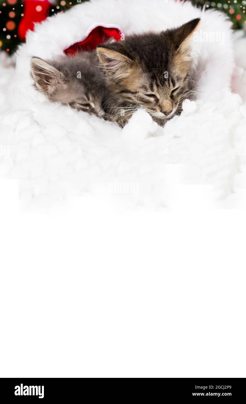 Vertikales Banner für Neujahrskatzen für Text. 2 schlafende Kätzchen in der Socke des Weihnachtsmannes. Wunderschöne Weihnachtskarte. Stockfoto