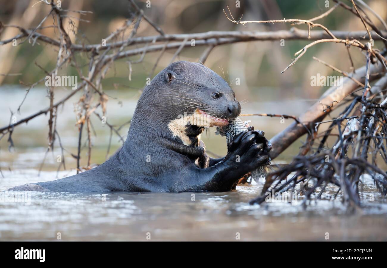 Nahaufnahme eines Riesenotters, der einen Fisch in einem Fluss isst, Nord Pantanal, Brasilien. Stockfoto