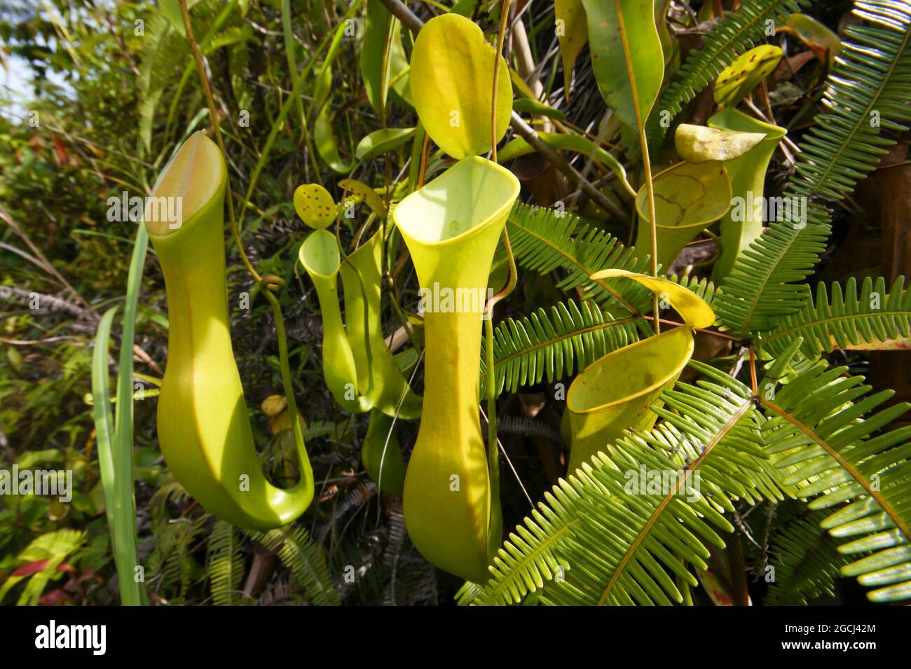 Fleischfressende Krug-Pflanze Nepenthes reinwardtiana, Borneo, Malaysia Stockfoto
