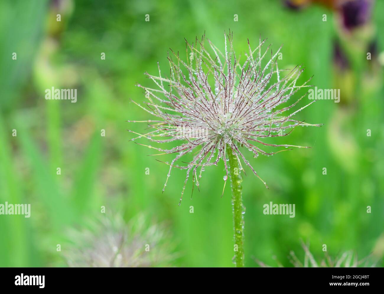 Eine schöne Frühlingsblume Pulsatilla patens, Eastern pasqueflower, cutleaf Anemone oder Präriecrocus nach einer Blütezeit mit einem flauschigen Samenkopf. Stockfoto
