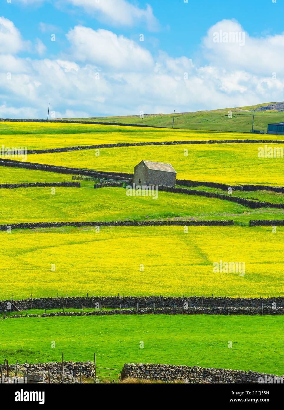 Swaledale in North Yorkshire. Porträt der Wildblumen- und Buttermoden bei Muker und Gunnerside in den Yorkshire Dales, Großbritannien. Sommerzeit. Stockfoto