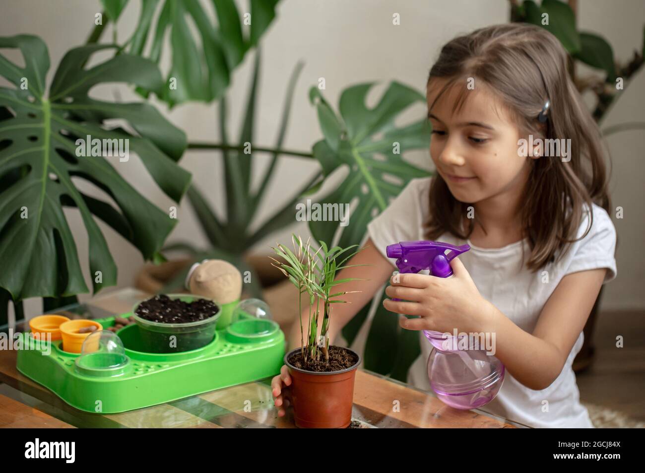 online pflanzenversand zimmerpflanzen Zimmerpflanzen für wenig Licht im Set kaufen main image 1