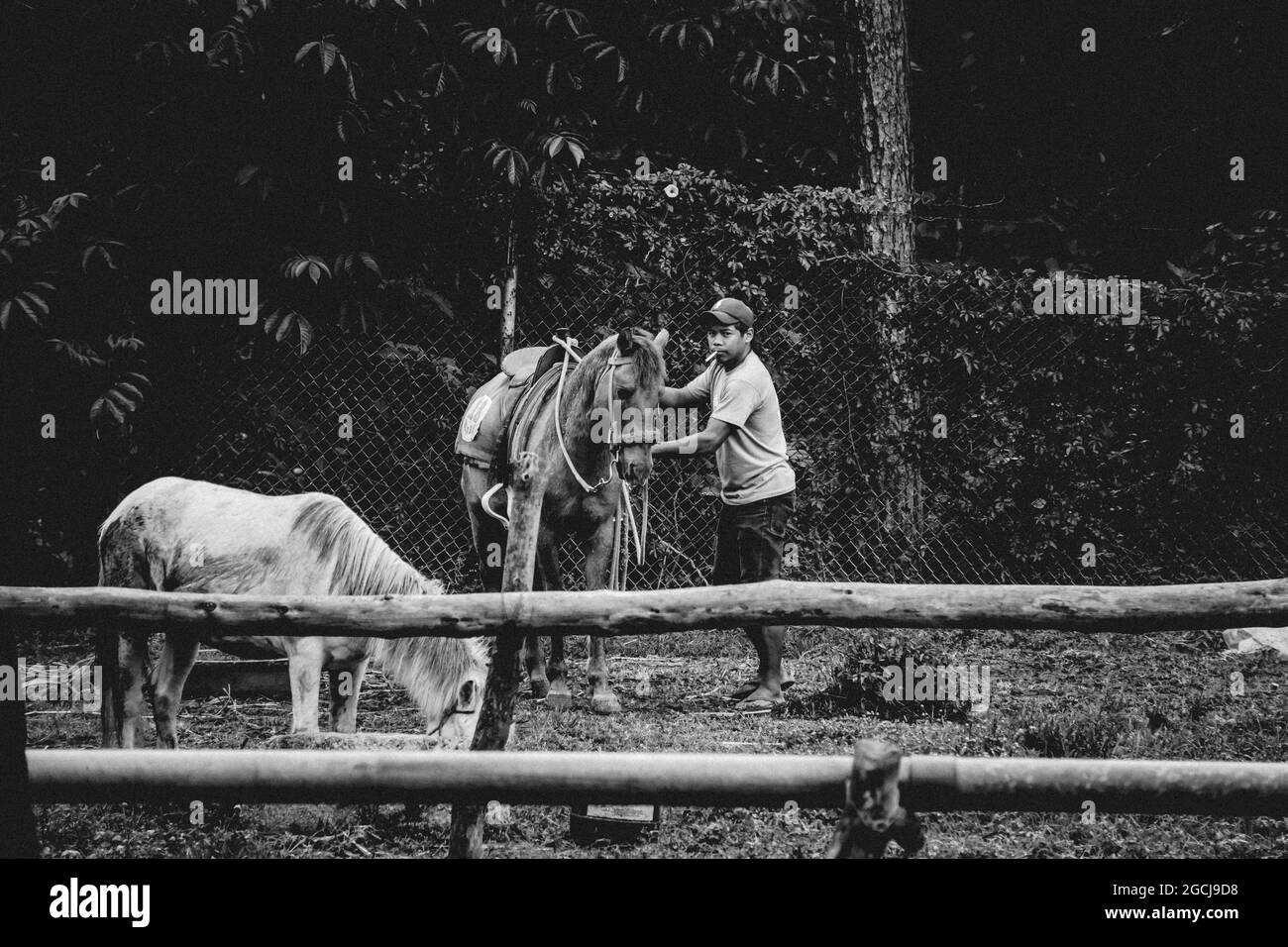 BAGUIO, PHILIPPINEN - 19. Dez 2017: Eine Graustufenaufnahme eines Reiters in Baguio City, Philippinen Stockfoto