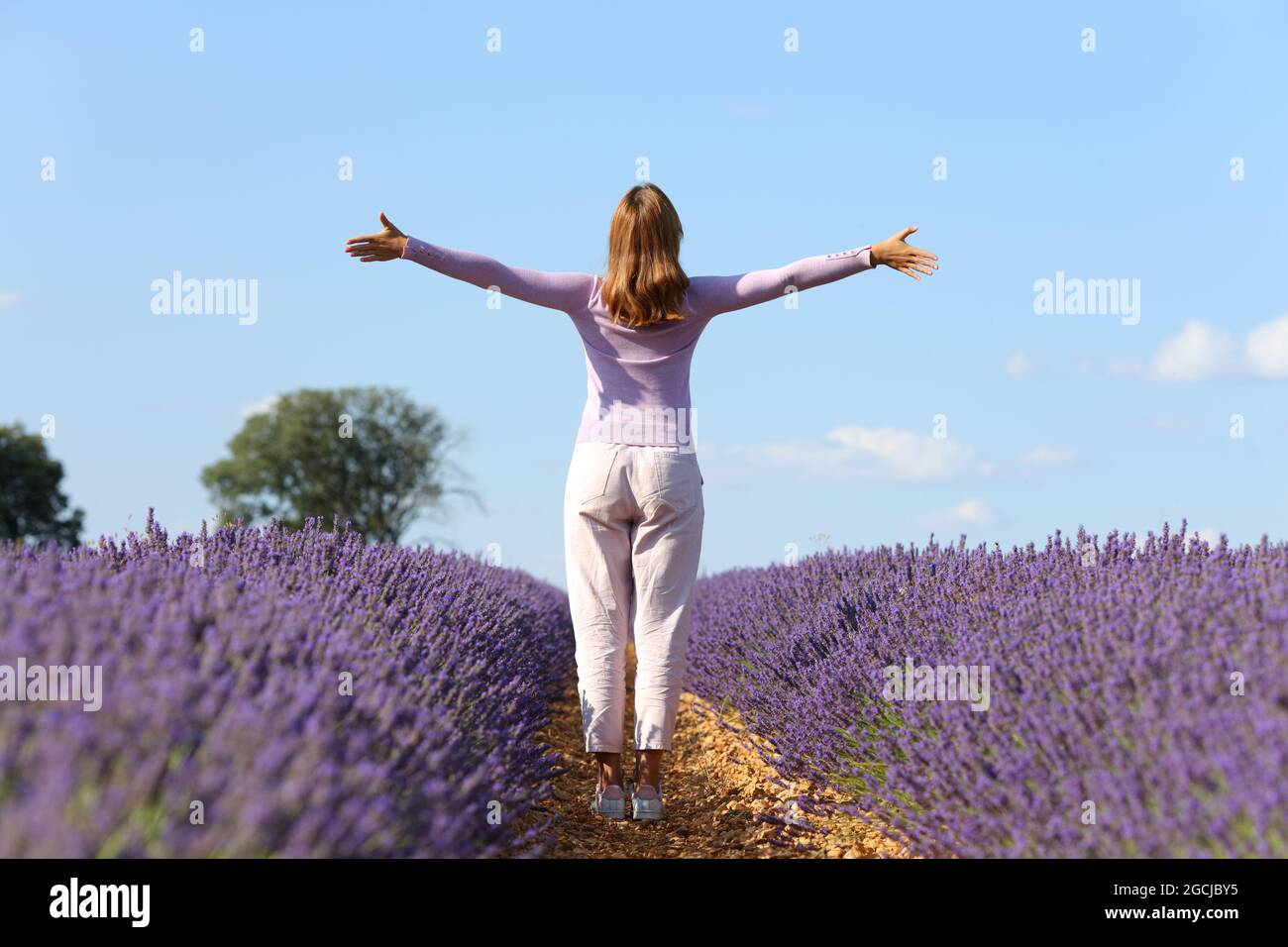 Rückansicht Porträt einer lässigen Frau, die die Arme ausstreckt und im Lavendelfeld feiert Stockfoto