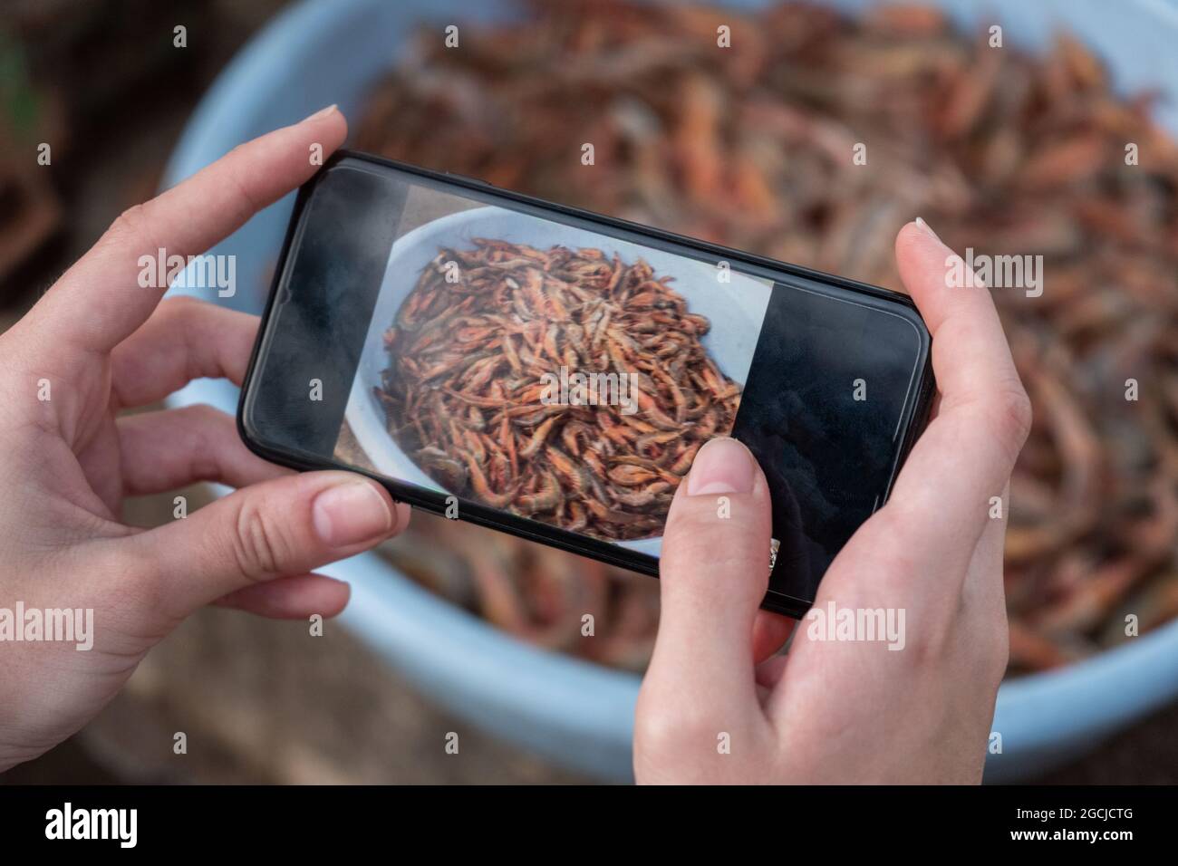 Beschnittene Hand der Person, die Garnelen in Becher mit Handy fotografiert, Goa, Indien Stockfoto