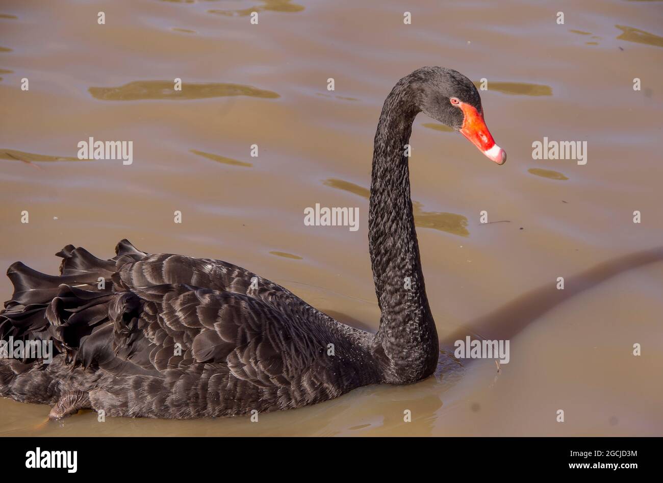 Australischer Schwarzer Schwan (Cygnus atratus), der in einem Park an der Gold Coast, Queensland, Australien, im schlammigen Seewasser schwimmt. Stockfoto