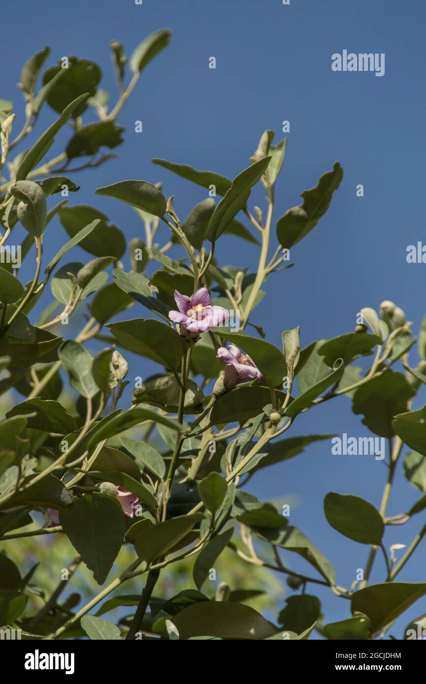 Norfolk Island Hibiscus, Lagunaria patersonia, blüht im Sommer in einem Garten in Queensland, Australien. Blauer Himmel und Sonnenschein. Stockfoto