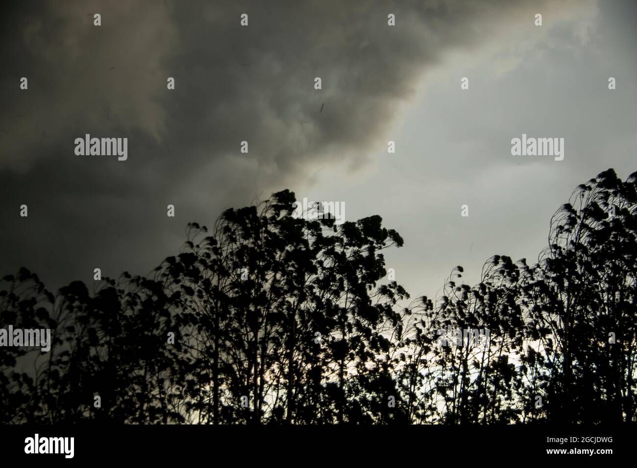 Sturmfront (Wolken und Wind), die sich vom Westen über den Tamborine Mountain, Australien, schnell nähert. Sommerwetter über subtropischem Regenwald. Stockfoto