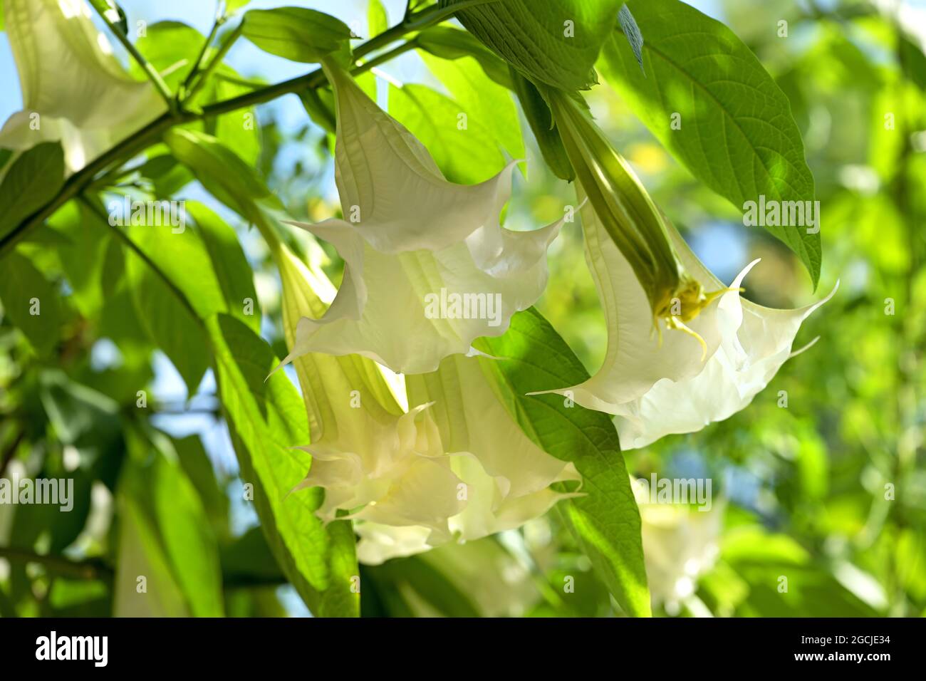Weiße Datura in voller Blüte Stockfoto