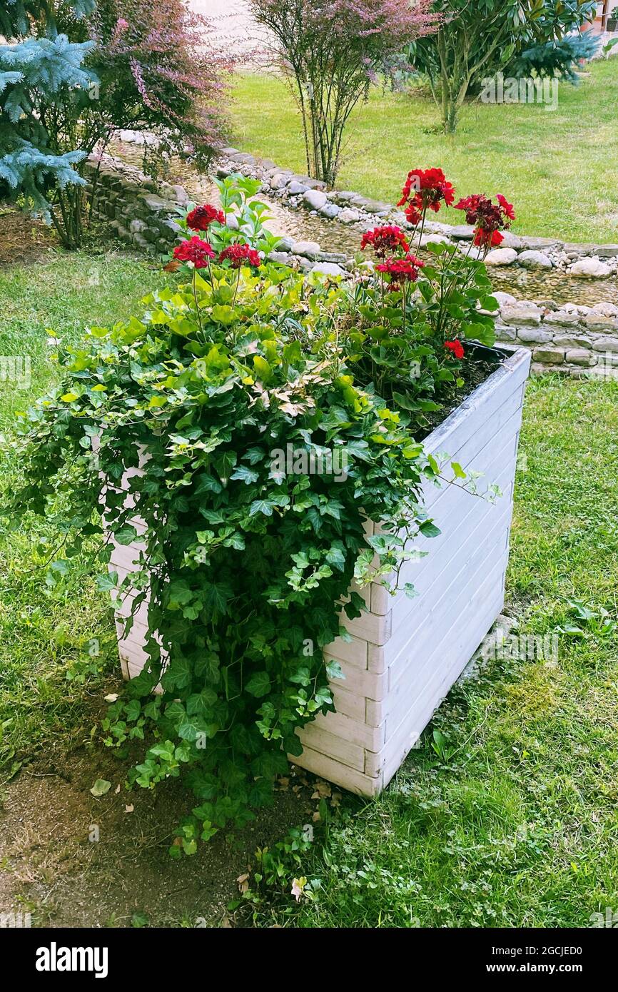 Bush mit roten Blüten im Topf. Topf mit Strauch blühender Pflanze für Landschaftsgestaltung. Geranium. Pflanzen für Garten und Haus. Stockfoto