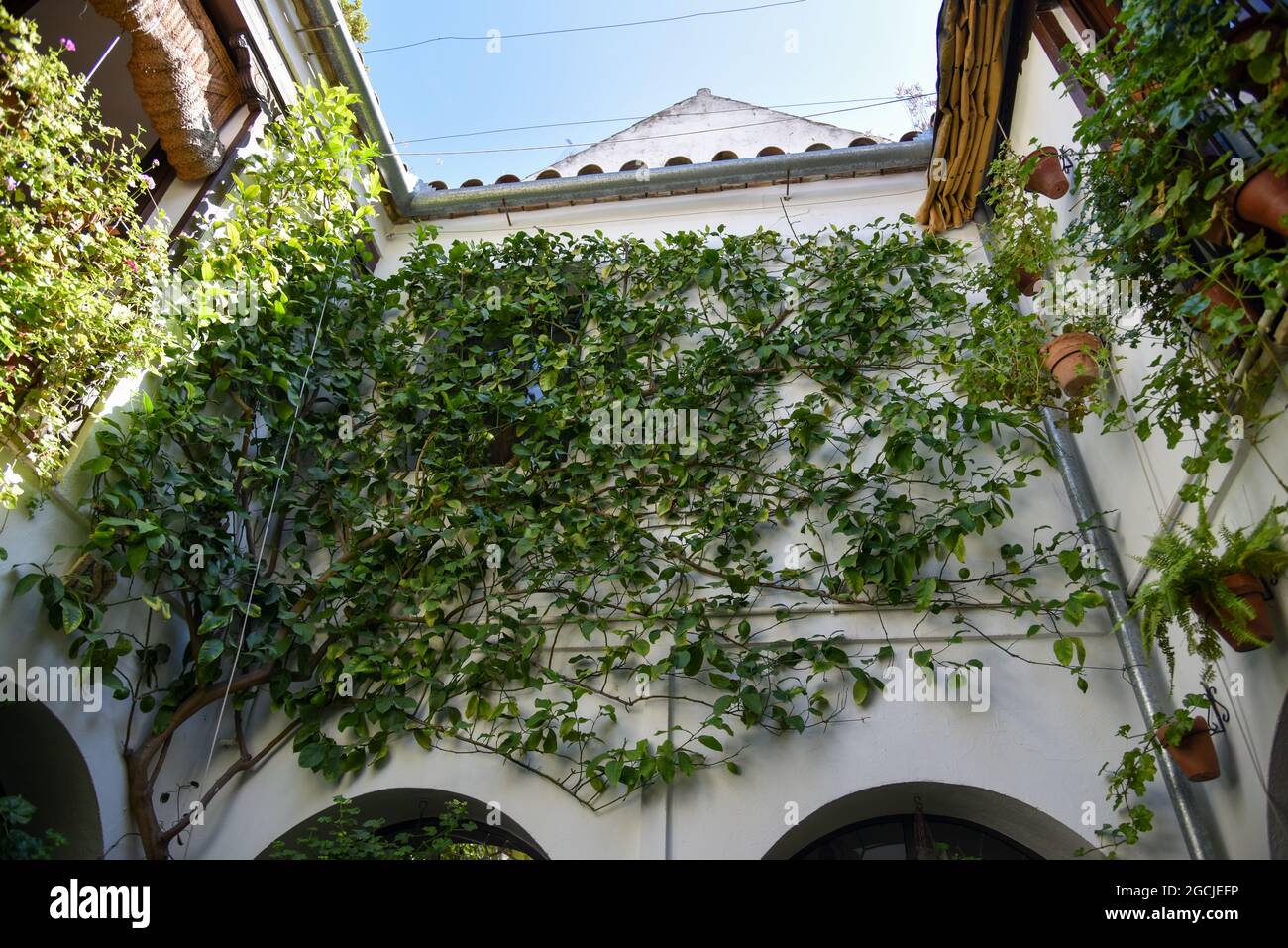 Córdoba andalucia España los Patios verde con su macetas 2021 Stockfoto