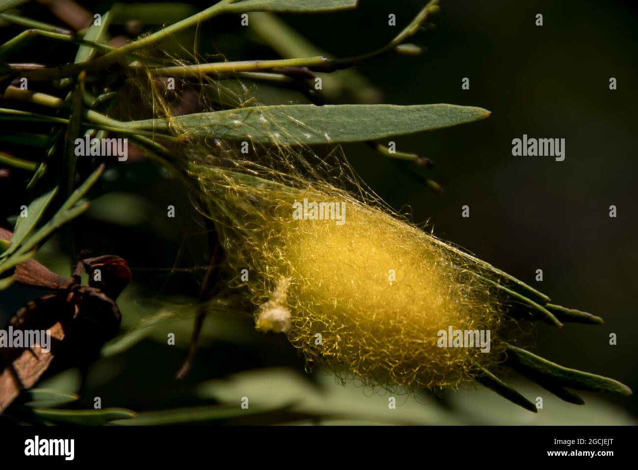 Eiersack der Golden Orb-Weaver Spinne - Nephila plumipes - gewebter goldener Seidensack, der zwischen den Blättern aufgehängt ist. Autumn, Queensland, Australien. Stockfoto