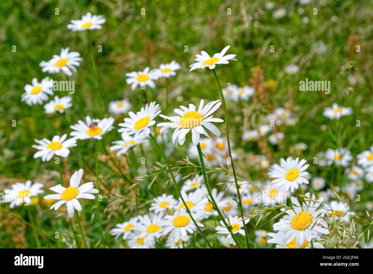 Nahaufnahme einer Gruppe von Oxeye Daisy's, Leucanthemum vulgare auf einer Wiese an einem Sommertag in Surrey UK Stockfoto