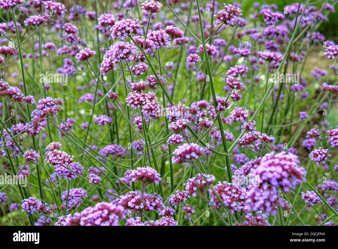 Nahaufnahme der violetten Blüten der Verbena bonariensis, die in einem Garten wachsen Stockfoto