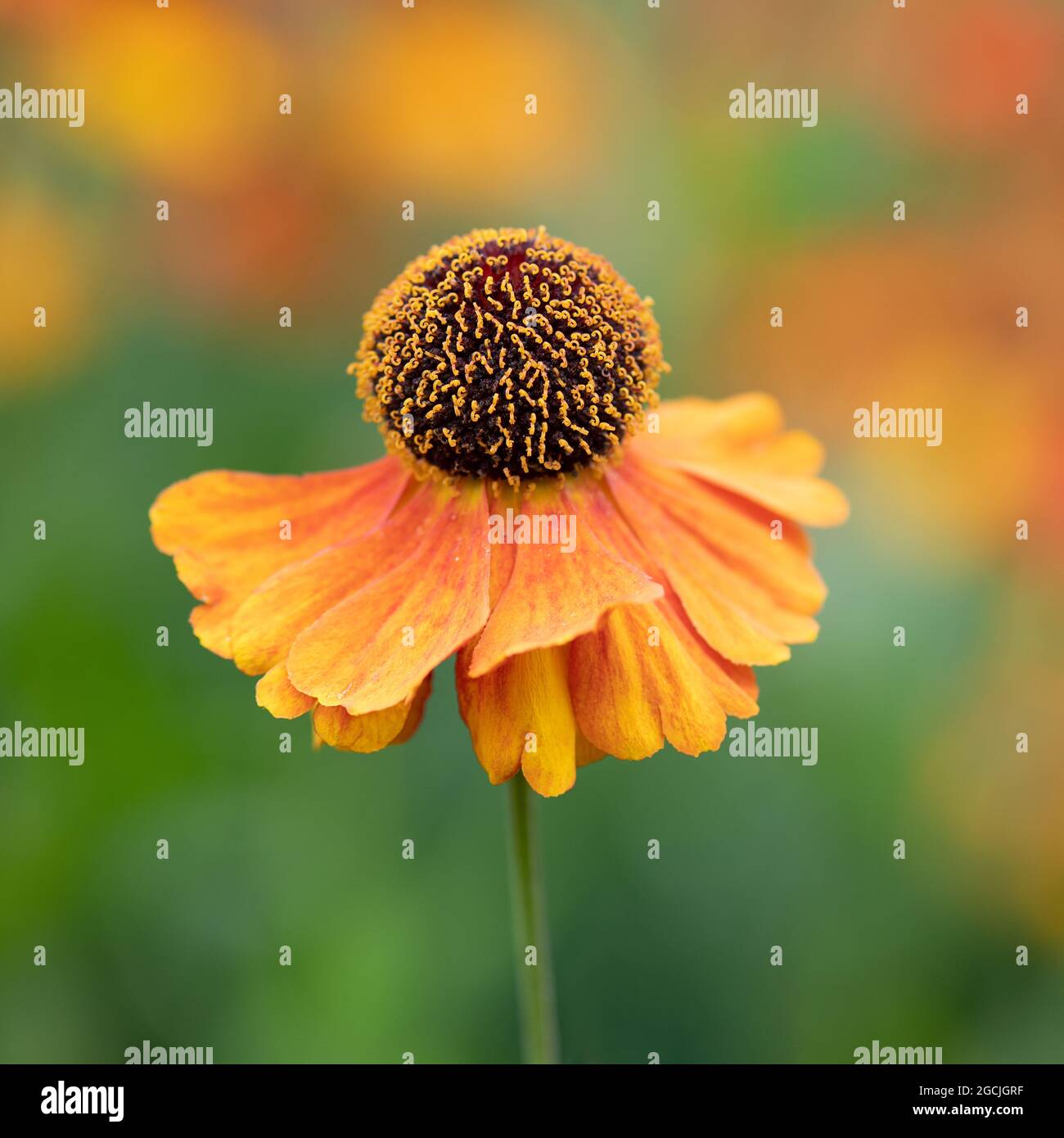 Einzelne helenium-Blume, umgeben von Farbe Stockfoto