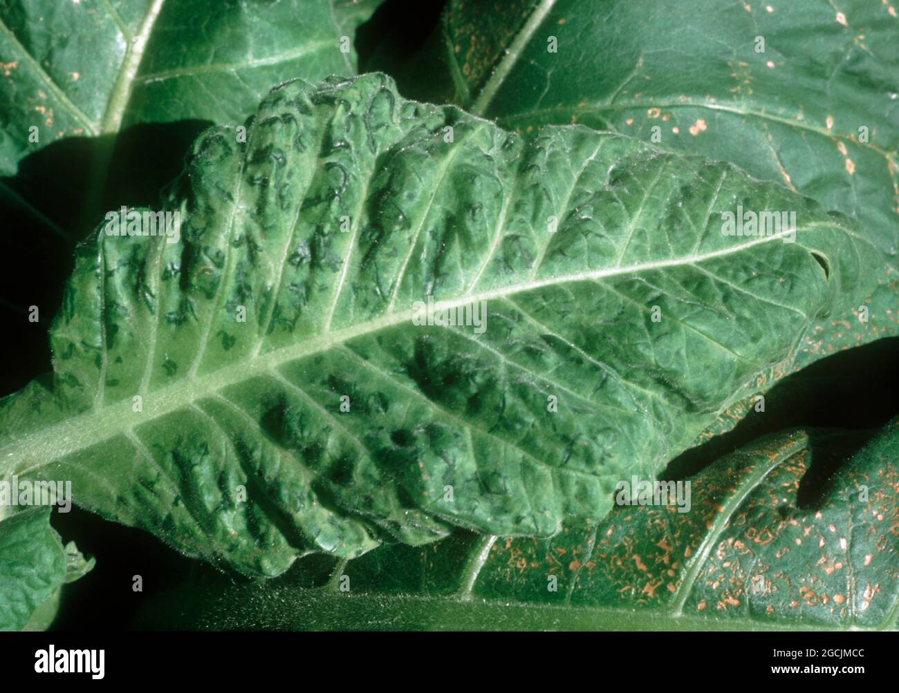 Gurkenmosaik-Virus (CMC), das verzerrte Blattsymptome auf einer Tabakpflanze, Thailand, mottelt Stockfoto