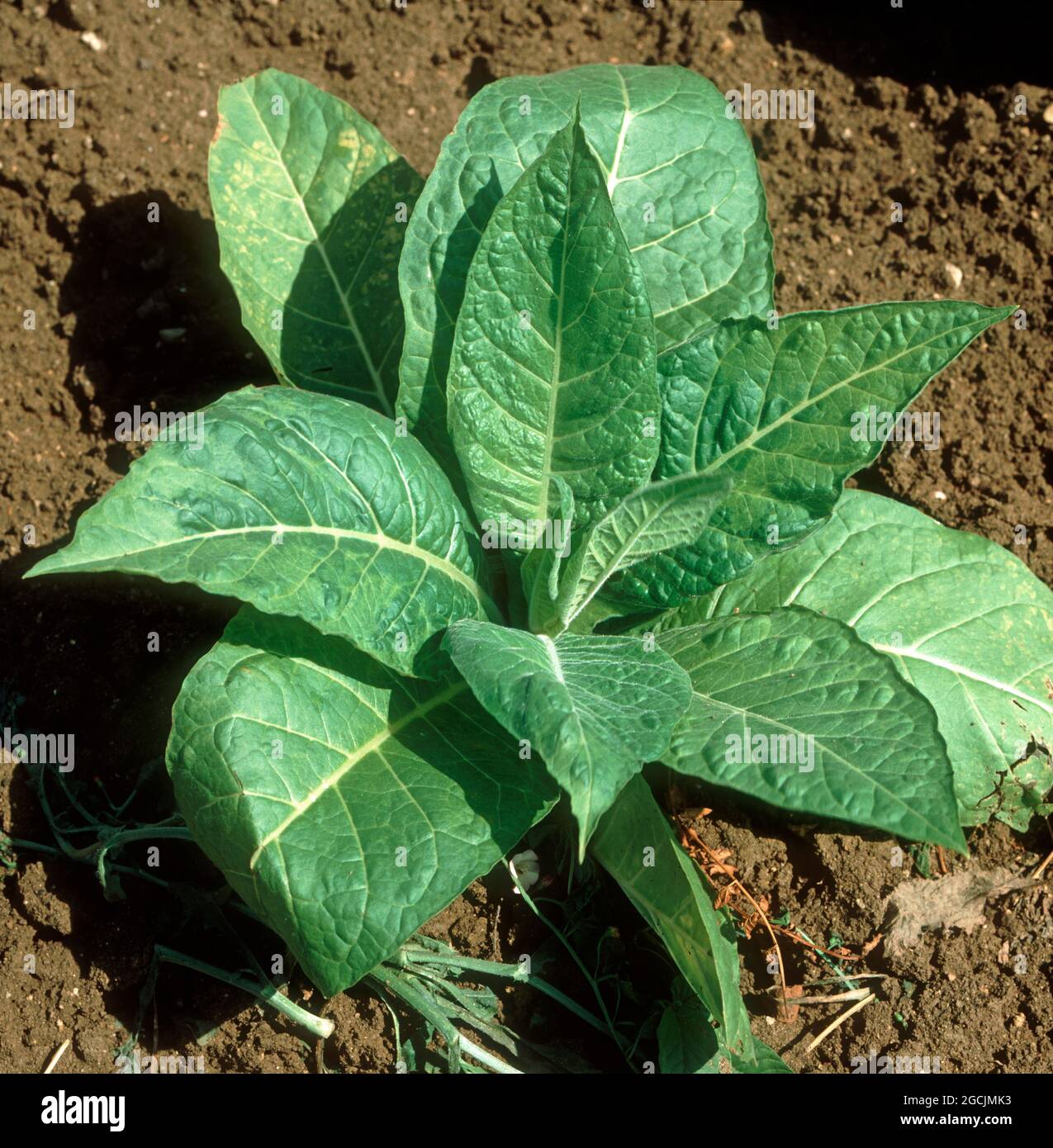 Junge Tabakpflanze, die die Symptome eines Tabakmosaikvirus mit einem bunten Blatt zeigt, Griechenland Stockfoto