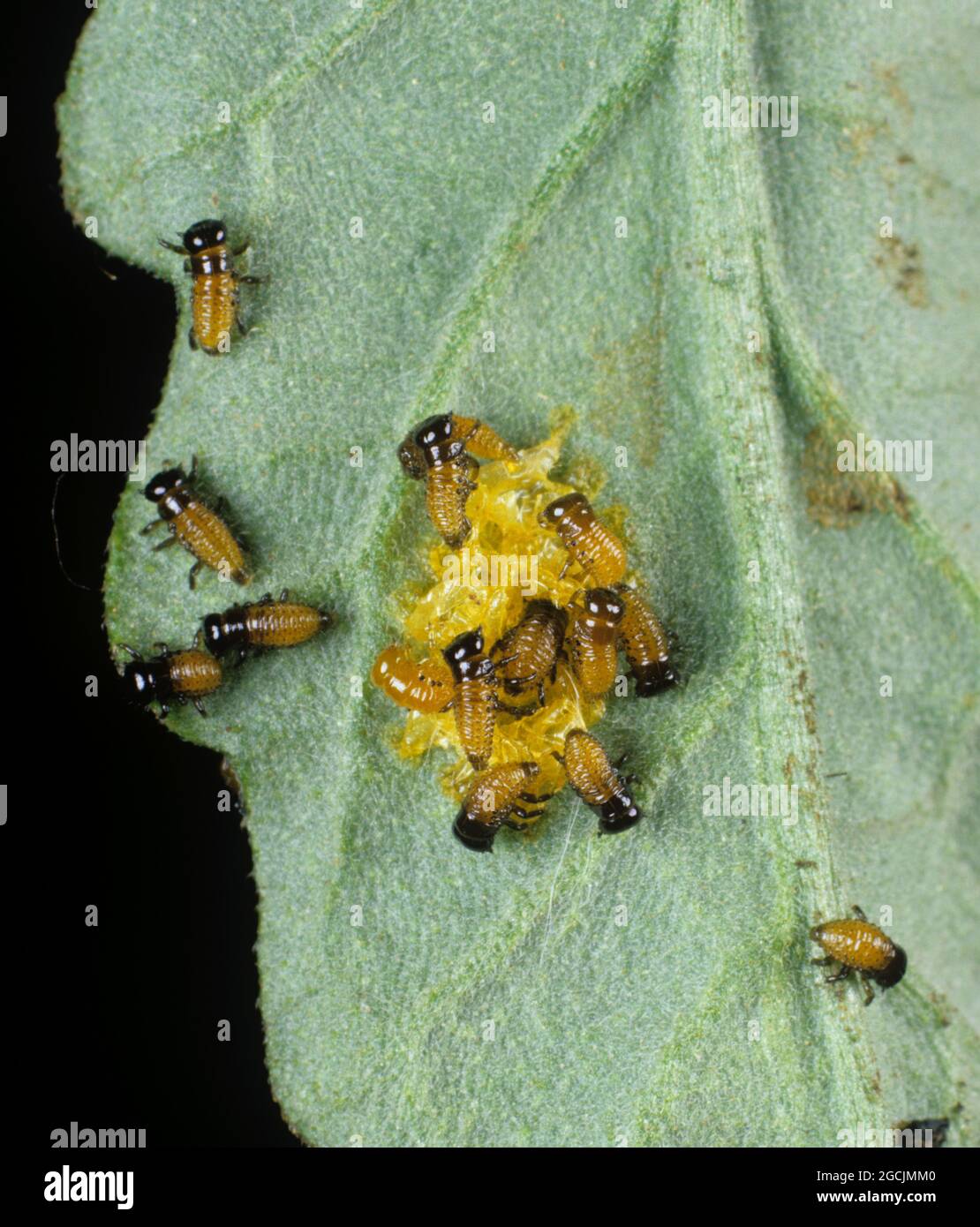 Eierfloß mit neu geschlüpften Kolorado-Käfer (Leptinotarsa decemlineata)-Larven, die sich von Eierfällen ernähren, die auf einem Tomatenblatt liegen, Italien Stockfoto