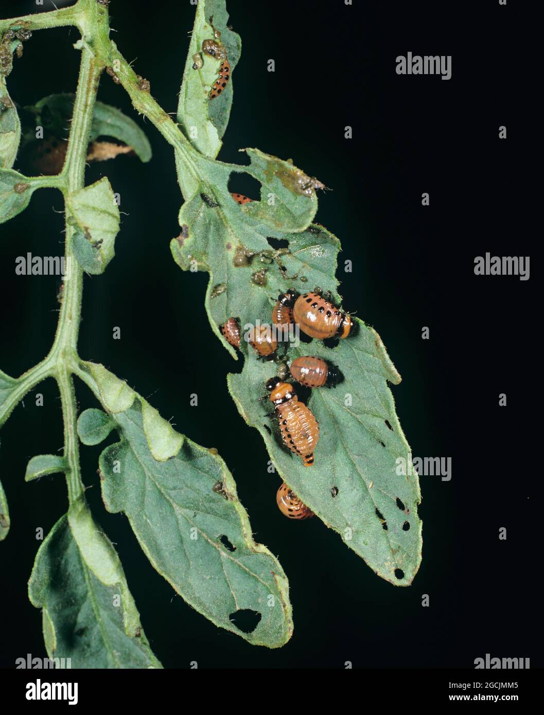 Junge Kolorado-Käfer (Leptinotarsa decemlineata), die sich auf einem Tomatenblatt ernähren, Italien Stockfoto