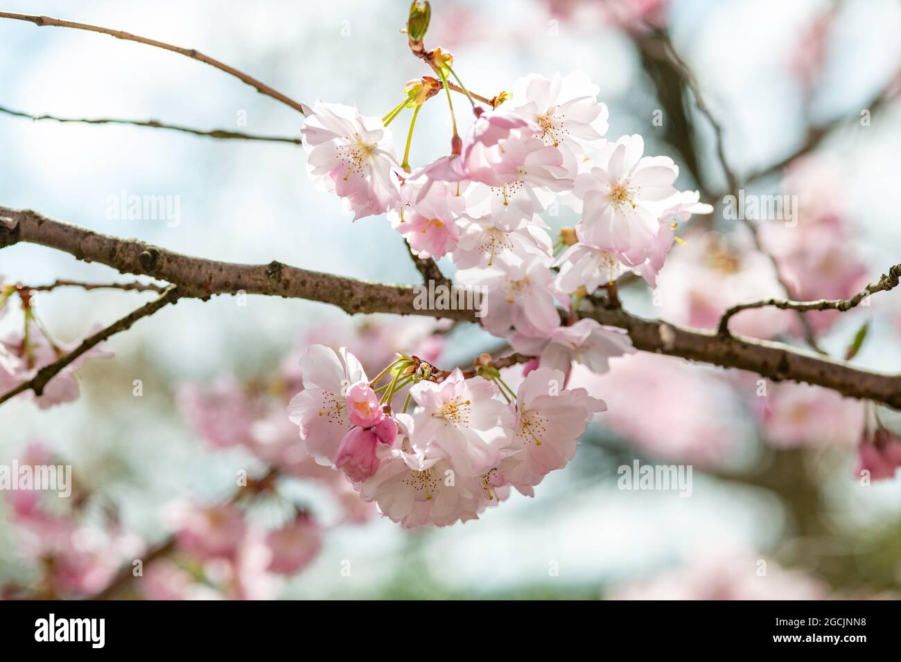 botanik, Blüte der japanischen Kirschblüte, ZUR GRUSSKARTEN-/POSTKARTENVERWENDUNG IN KEIMREDE.C ES KÖNNEN BESTIMMTE EINSCHRÄNKUNGEN GELTEN Stockfoto