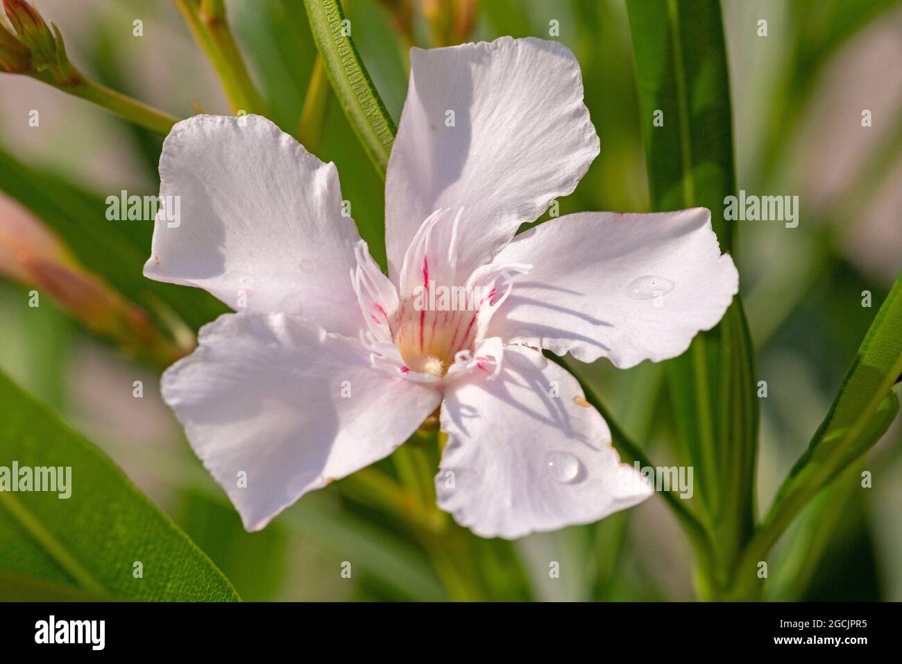 Weiße Blume, Isola Bella, Stresa, Lago Maggiore, Piemont, Italien Stockfoto