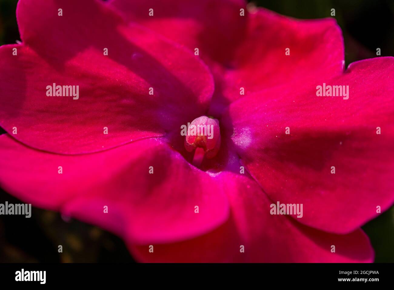 Rote Blume, Isola Bella, Stresa, Lago Maggiore, Piemont, Italien Stockfoto