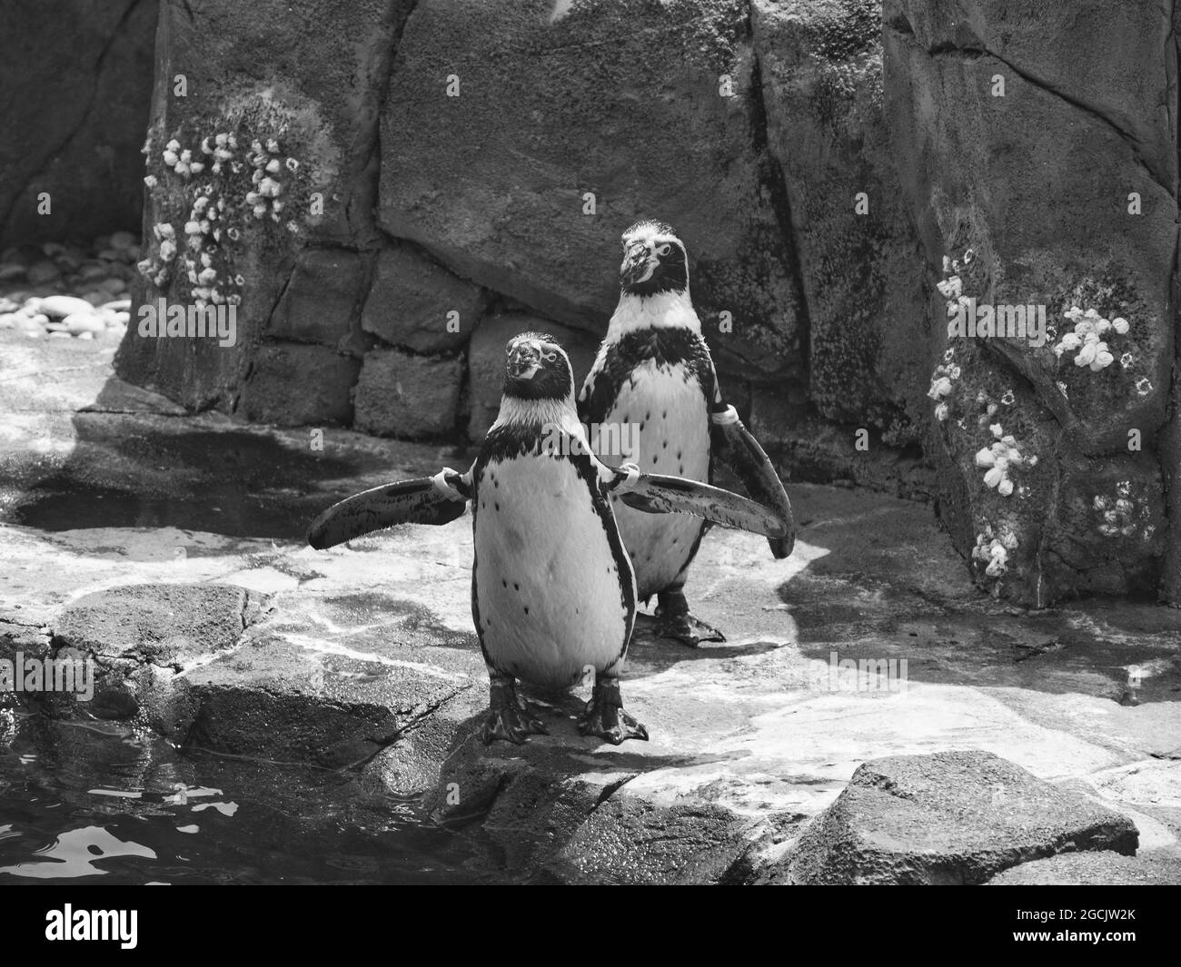 Graustufenaufnahme von zwei afrikanischen Pinguinen in einem Zoo in Kansas City, Missouri Stockfoto