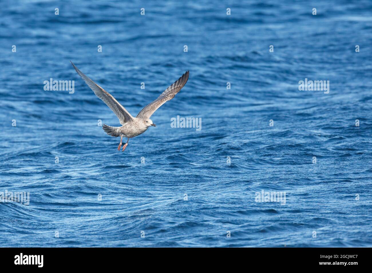 zoologie, Vögel (Aves), Gelblegull, Larus michahellis, NICHT-EXKLUSIV-ZUR VERWENDUNG ALS POSTKARTE-FALTKARTE Stockfoto