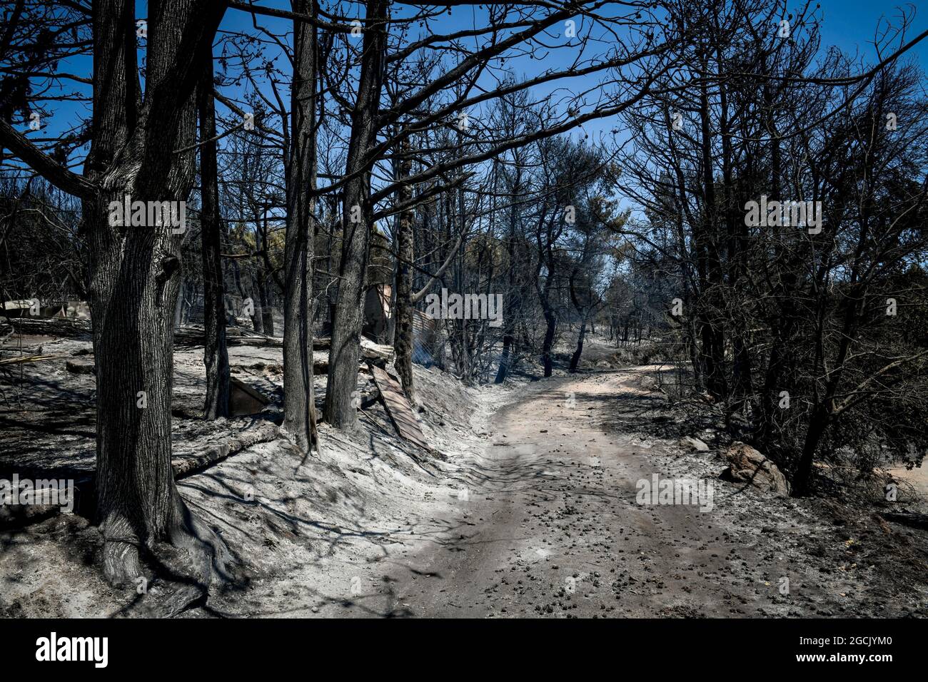 Verbrannte Bäume nach einem Brand im Nadelwald Stockfoto