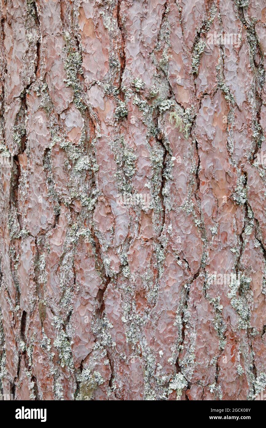 botanik, Zirbenkiefer, Pinus sylvestris, NICHT-EXKLUSIV-VERWENDUNG FÜR DIE FALTSCHACHTELKARTE-GRUSSKARTE-POSTKARTE-VERWENDUNG Stockfoto