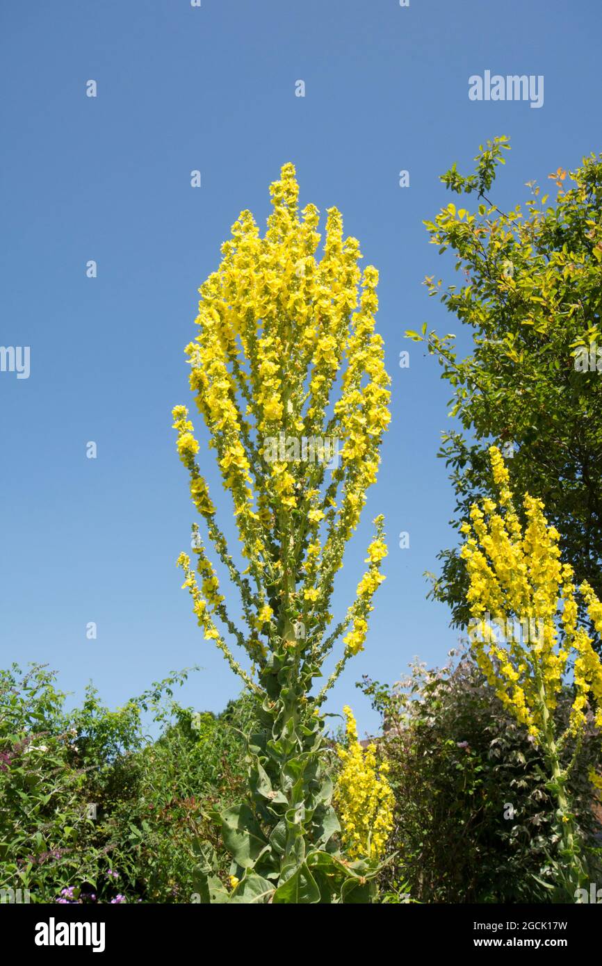 Verbascum olympicum, Greek Mullein, Olympian Mullein, hoher Blütenkopf im Garten, Großbritannien, Juli Stockfoto