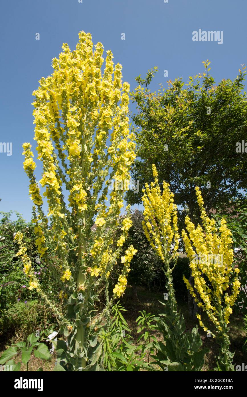 Verbascum olympicum, Greek Mullein, Olympian Mullein, hoher Blütenkopf im Garten, Großbritannien, Juli Stockfoto