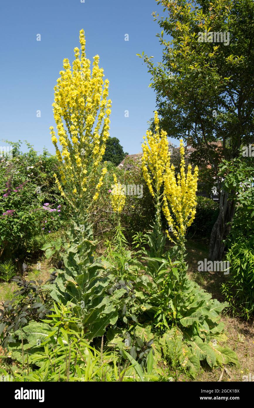 Verbascum olympicum, Greek Mullein, Olympian Mullein, hoher Blütenkopf im Garten, Großbritannien, Juli Stockfoto
