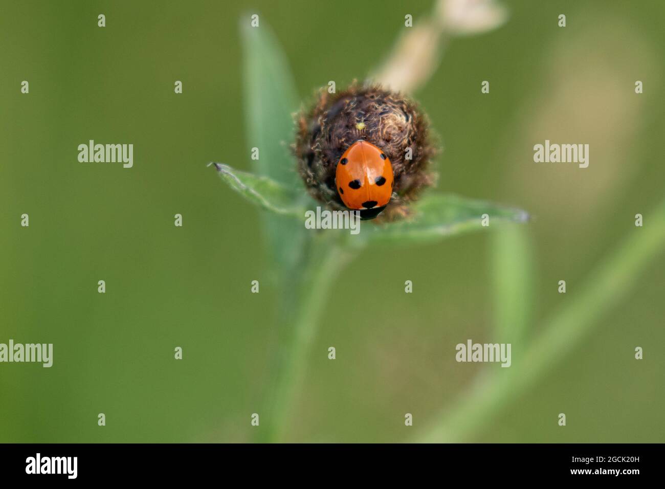 Ein Marienkäfer (Marienkäfer, Marienkäfer) auf einem Samenkopf. Dieser kleine rote Käfer hat 7 schwarze Flecken. Coccinella septempunctata - 7 Marienkäfer. Stockfoto